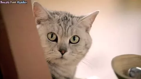 Kedili Bebek Reklamları