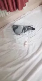 Odaya Güvercin Girip Yatağa Yumurtlaması