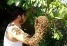 Arılarla Oyun Oynayan Adam