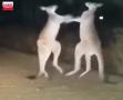 İki Kanguru Boks Maçı Yaparsa