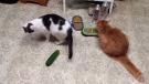 Kedilerin Salatalık İle Olan Garip İlişkisi