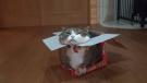 Küçük Kutuya Girmeye Çalışan Kedi