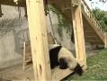 Sevimli  Pandalar