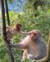 Uzaklaşmasına İzin Vermeyen Annesine Yağ Çekip Öpücükler Konduran Yavru Maymun