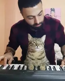 İnsan Dostunun Çaldığı Piyanoda Huzuru Bulan Kedi