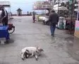 Kediye Annelik Yapıp Emziren Sokak Köpeği