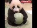 Topunu Vermek İstemeyen Panda